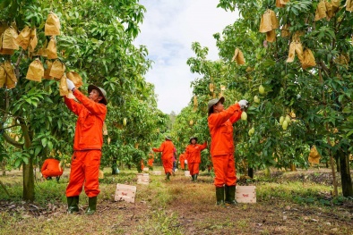 Nhà máy chế biến nông sản hiện đại: Giảm hao hụt, tăng giá trị từ công nghệ chế biến sâu