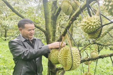 K’ Brèo đổi đời nhờ trồng xen sầu riêng
