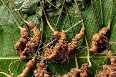 Mở rộng tiêu chuẩn Sâm Việt Nam, đưa Sâm Lai Châu vào Dược điển Việt Nam VI