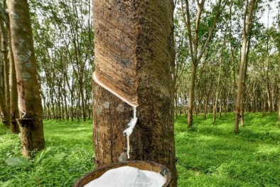 Giảm hao hụt nguyên liệu trong chế biến cao su: Giải pháp nâng năng suất