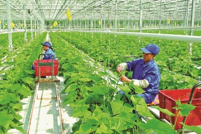 Chuyển đổi số trong hợp tác xã: Từ dữ liệu sản xuất đến mở rộng thị trường