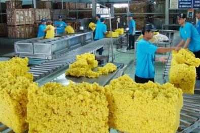 Tiêu chuẩn hoá cao su khử Protein từ hoá học xanh hướng tới mục tiêu Net - Zero
