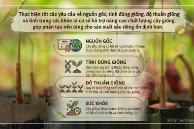 TCVN 14607-4:2026 về chất lượng và phương pháp kiểm tra vật liệu nhân giống cây sầu riêng