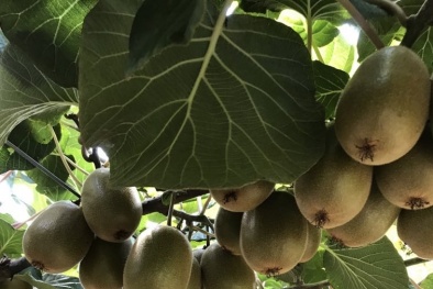 Kiwi châu Âu sẵn sàng chinh phục thị trường Việt Nam