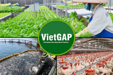 TCVN 14614:2026: Quy định yêu cầu đối với tổ chức chứng nhận VietGAP