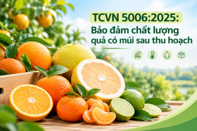 TCVN 5006:2025: Bảo đảm chất lượng quả có múi sau thu hoạch