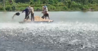 Chuẩn hóa quản lý chất lượng: Nền tảng để thủy sản Việt bứt phá