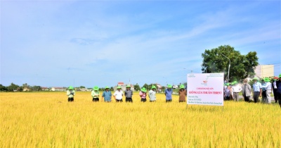 Cánh đồng số: Nơi năng suất tăng tốc, chất lượng lên ngôi