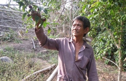 Nông dân thu lãi ‘khủng’ từ việc trồng cây hồng quân