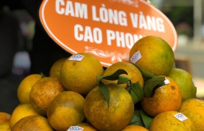 Sửa đổi Giấy chứng nhận đăng ký chỉ dẫn địa lý cam Cao Phong