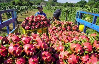 Nắm rõ quy định về kiểm dịch, an toàn thực phẩm khi xuất khẩu rau quả vào Trung Quốc