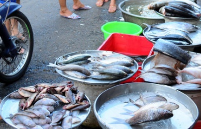 Tránh xa những loại cá này dù bán rẻ, cách phân biệt và lựa chọn cá tươi ngon