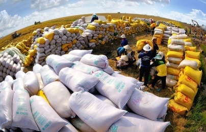 Truy xuất nguồn gốc, tránh gian lận thương mại đảm bảo chất lượng gạo xuất khẩu