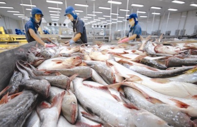 Đáp ứng các tiêu chuẩn xanh để gia tăng kim ngạch xuất khẩu cá tra vào thị trường EU 
