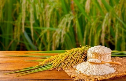 Chuỗi giá trị của gạo kỳ vọng tăng 30% nhờ mô hình lúa giảm phát thải
