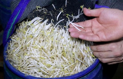 Bắt giữ 900 thùng giá đỗ ngâm hóa chất độc hại chuẩn bị bán ra thị trường
