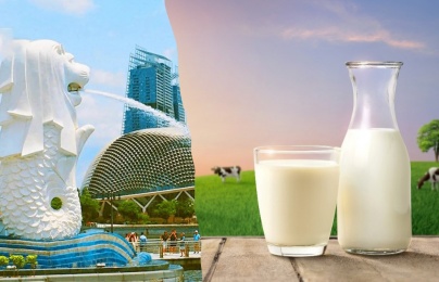 Ngành sữa cần đảm bảo tiêu chuẩn cao để thâm nhập vào thị trường Singapore