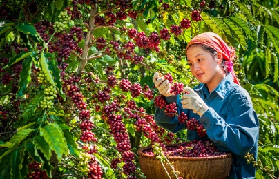 Ngành nông nghiệp Việt chuẩn bị kịch bản ứng phó với diễn biến thị trường thế giới