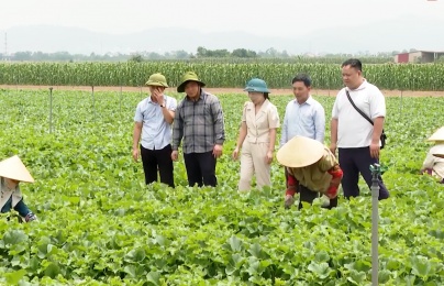 Chuẩn hóa nông sản Việt: Hợp tác xã là chìa khóa chinh phục thị trường quốc tế