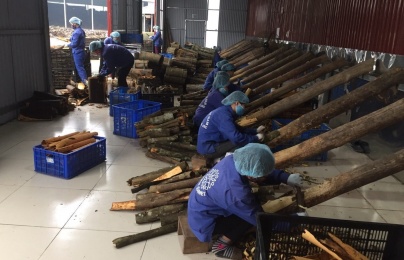 Nâng cao năng suất: Kinh nghiệm từ liên kết HTX - nông dân - doanh nghiệp tại Lào Cai