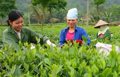 Ứng dụng khoa học công nghệ, chuyển đổi số nâng cao giá trị ngành chè