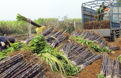 Lấy chất lượng làm trọng tâm phát triển năng suất ngành mía đường