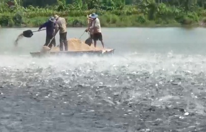 Chuẩn hóa quản lý chất lượng: Nền tảng để thủy sản Việt bứt phá