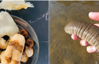 TCVN 14146-1:2024 yêu cầu kỹ thuật đối với giống hải sâm cát trong nuôi trồng thủy sản