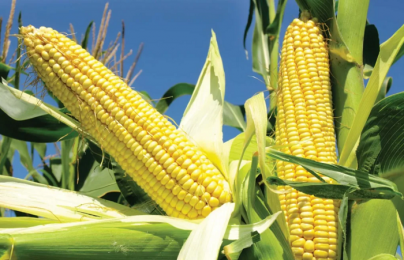 QCVN 105:2025/BNNMT về chất lượng hạt giống ngô thụ phấn tự do