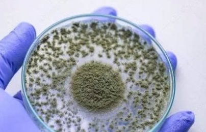 TCVN 14388:2025: Chuẩn hóa phương pháp xác định nấm Aspergillus trong phân bón