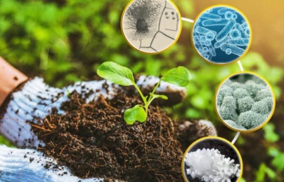 TCVN 14389:2025: Chuẩn hóa phương pháp xác định vi khuẩn Bacillus laterosporus trong phân bón vi sinh