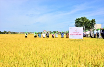 Cánh đồng số: Nơi năng suất tăng tốc, chất lượng lên ngôi