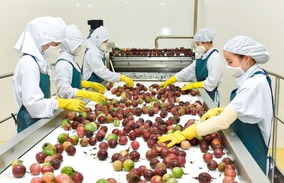 Nông sản Việt Nam: Khi GlobalGAP và ISO 22000 'mở cửa' cho xuất khẩu chất lượng