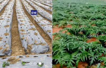 Doanh nghiệp dược chuyển mình với mô hình vùng trồng đạt tiêu chuẩn GACP-WHO