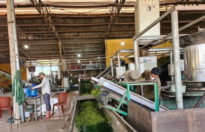 Kiểm soát sai lỗi giúp doanh nghiệp ngành chè nâng cao năng suất và giá trị sản phẩm