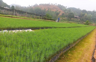 TCVN 14546:2025 – Chuẩn hóa chất lượng cây giống thông, nền tảng cho rừng trồng bền vững