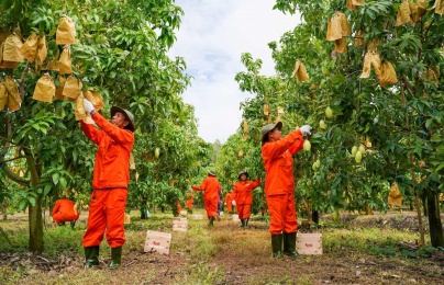 Nhà máy chế biến nông sản hiện đại: Giảm hao hụt, tăng giá trị từ công nghệ chế biến sâu