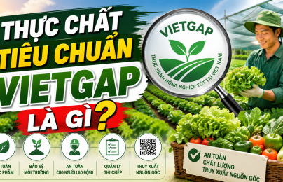 VietGAP: Không chỉ là 'tem rau sạch'