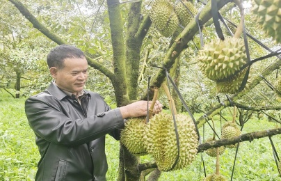 K’ Brèo đổi đời nhờ trồng xen sầu riêng