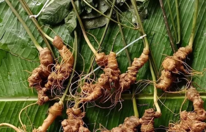 Mở rộng tiêu chuẩn Sâm Việt Nam, đưa Sâm Lai Châu vào Dược điển Việt Nam VI