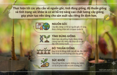 TCVN 14607-4:2026 về chất lượng và phương pháp kiểm tra vật liệu nhân giống cây sầu riêng