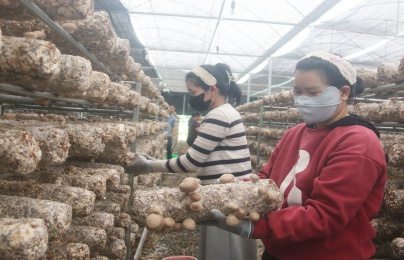 Không chỉ có cà phê, Đam Rông thử sức với nấm hương