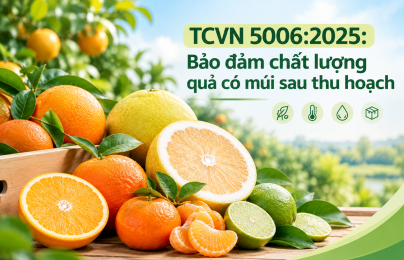 TCVN 5006:2025: Bảo đảm chất lượng quả có múi sau thu hoạch