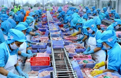 Thủy sản xuất khẩu: Chuẩn hóa chất lượng để giữ thị trường