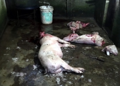 Quảng Ngãi: Phát hiện điểm thu, mua lợn bệnh chết