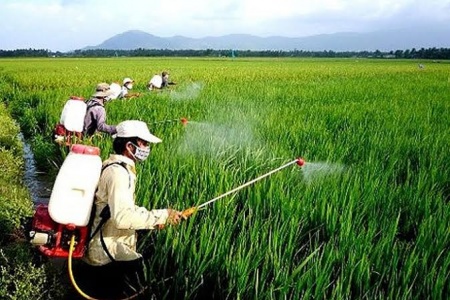 Khi thuốc bảo vệ thực vật sinh học cần một 'hàng rào' chất lượng