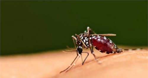 Các thiết bị đuổi muỗi có thể gây hại nghiêm trọng đến sức khỏe