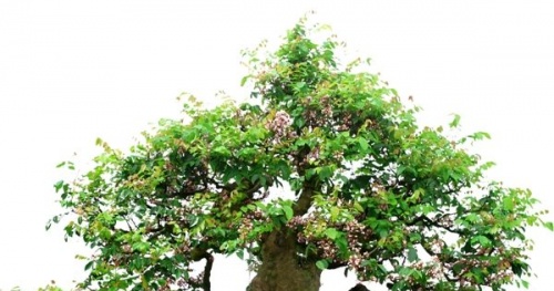 Kỹ thuật trồng cây khế bonsai đẹp miễn chê, quả lại sai trĩu cành