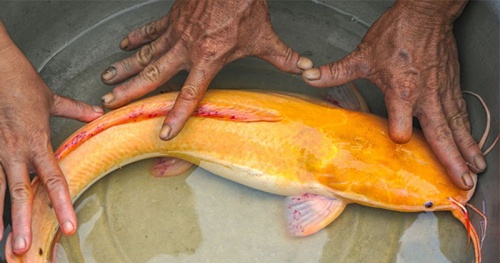 Xôn xao loạt cá trê ‘đột biến gen’ màu vàng, hồng quý hiếm ở Việt Nam