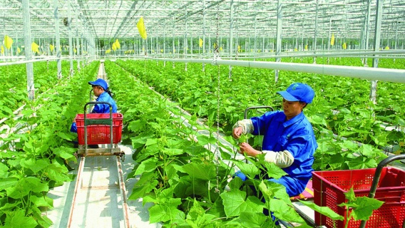 Phát triển nông nghiệp hữu cơ: Cần tập trung sản xuất sản phẩm đạt chuẩn